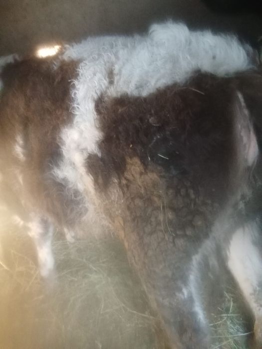 Vând vițea bălțată românească