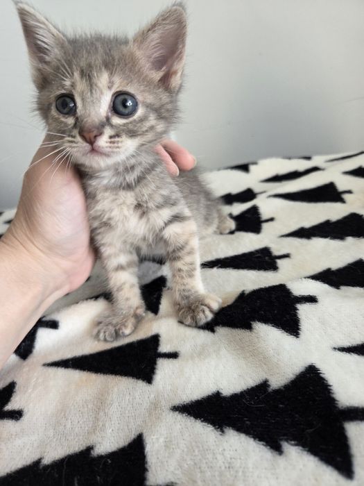 Отдам котенка в добрые руки