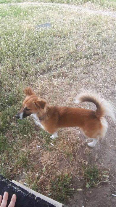 Подарявам куче Айра