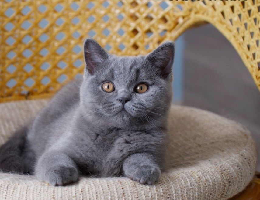 Шикарная бриточка