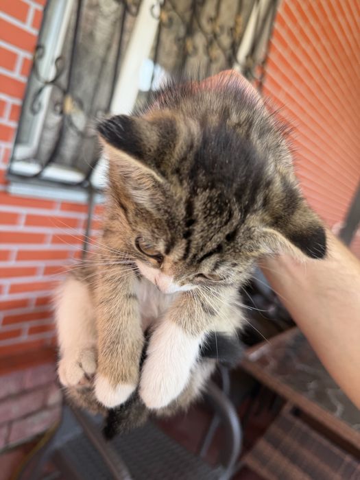 Отдам котят вислоушек