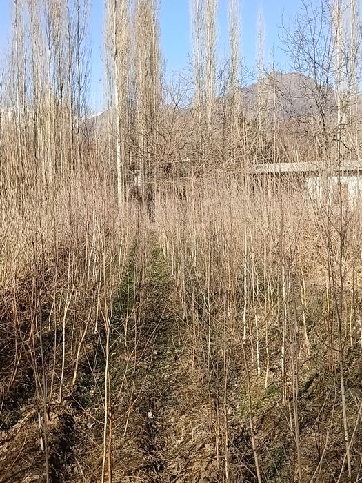 Берйоза кочатлари бор 100 мингда