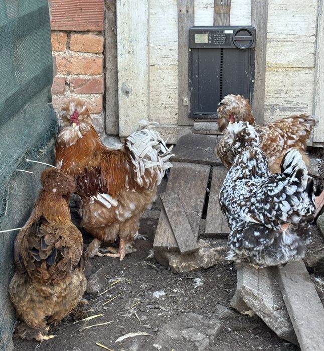 Разплодни яйца от Струмски кокошки