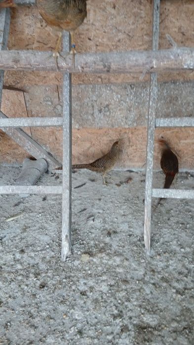 Fazani auriu pe rosu