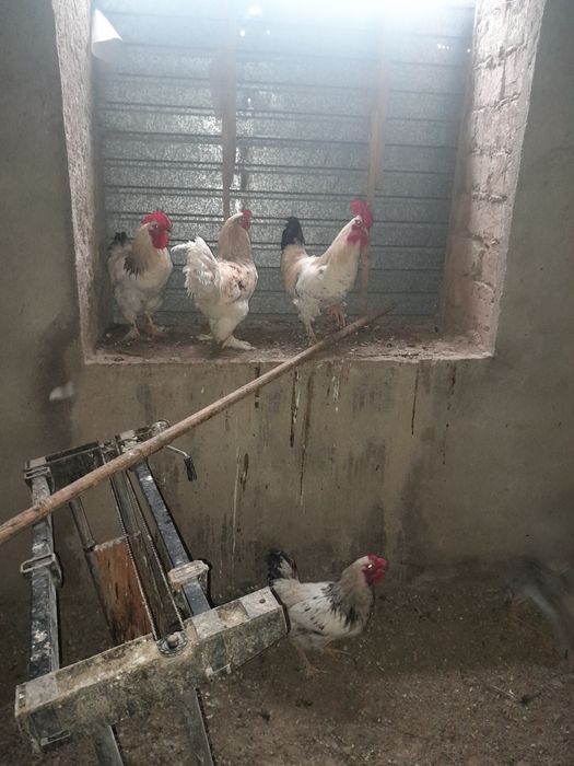 Продаются петухи