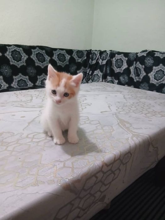 Раздаю дамашних котят в добрые руки