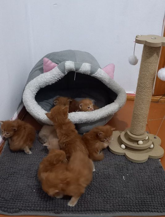 Мейн кун продажа