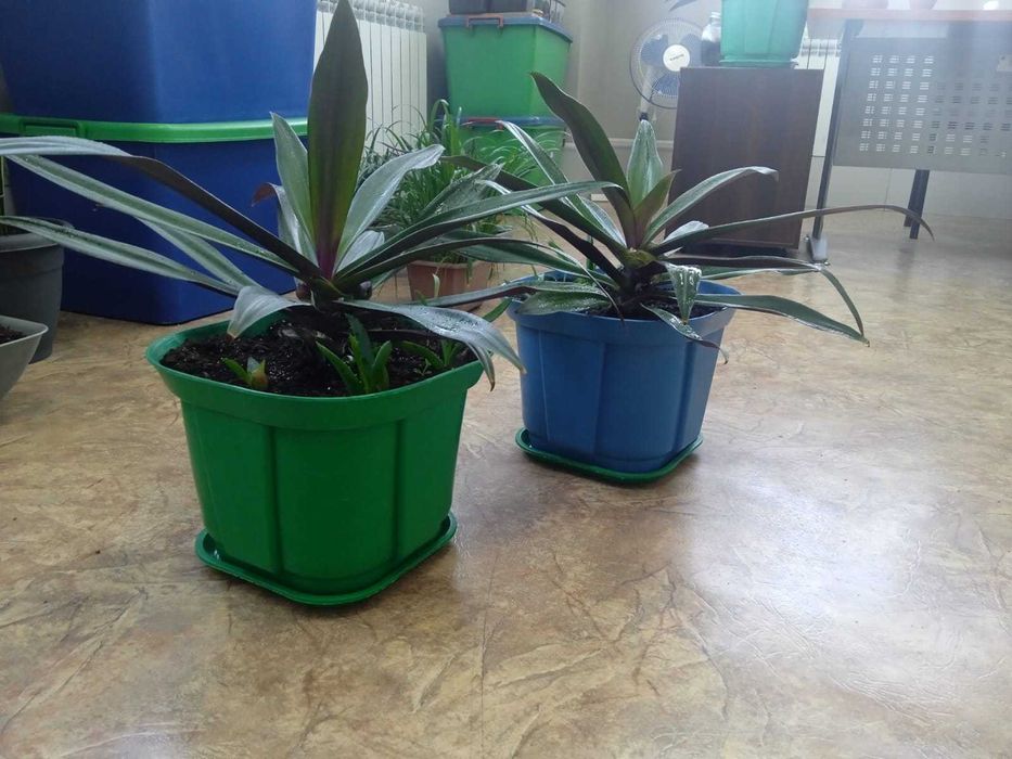 Цветы для офиса и дома со Скидкой!