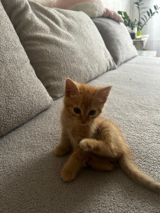 Отдам котят в хорошего руки