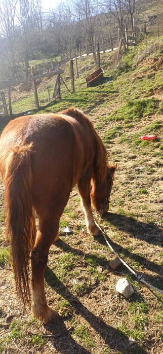 Продавам кон със самар