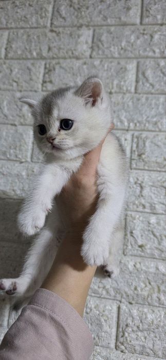 Кошка Серебристая шиншила