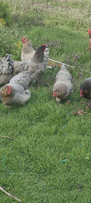 Яйца от селски пасящи кокошки!