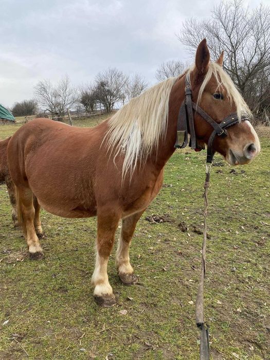 Vand iapa 7 ani talie medie spre mare