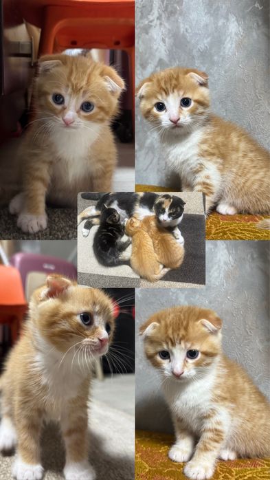 Отдадим рыжих вислоухих котят