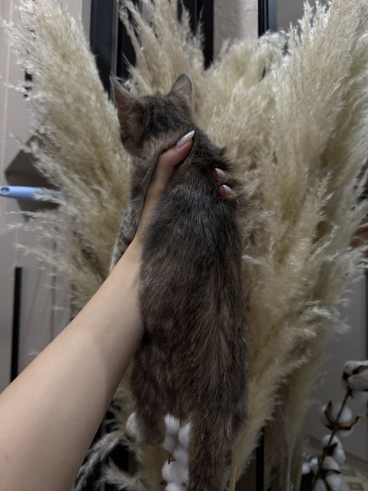 Отдам маленькую кошечку