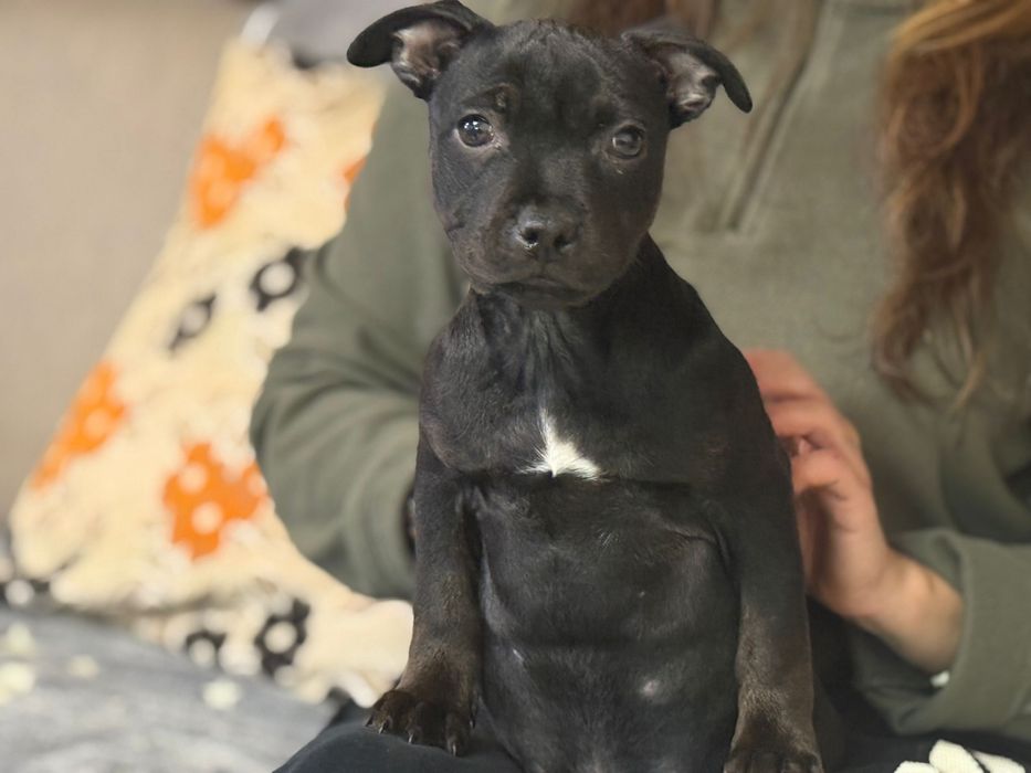 Femela  Staffordshire Bull Terrier