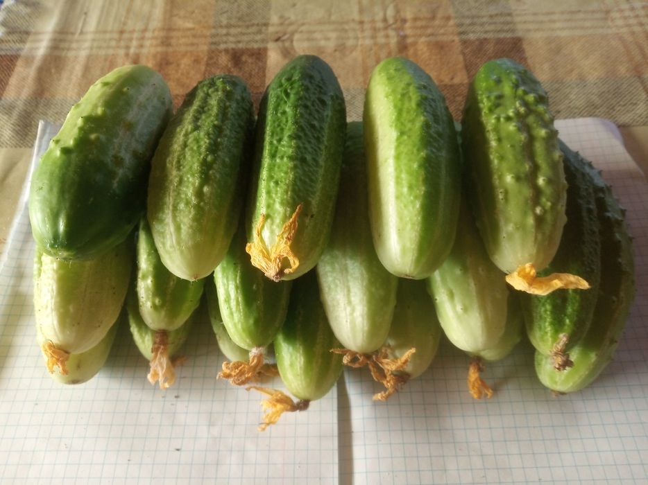Продаю дачные огурцы