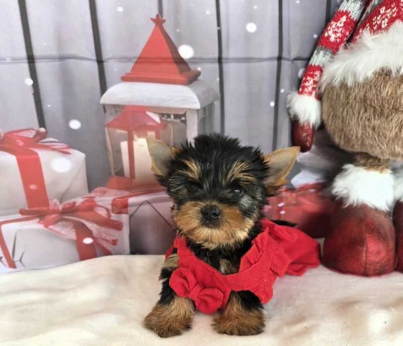 Йоркширски териер ,Йорки мини