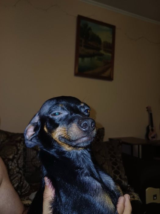 Той-терьер мальчик