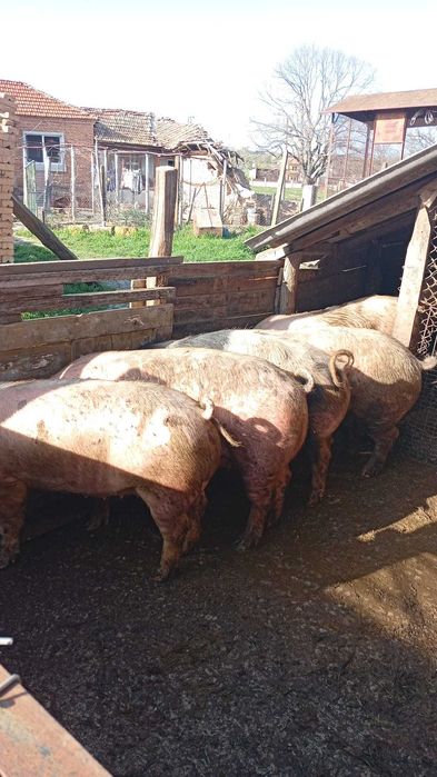 Пласета от 110 до 130 кг 5 женски 3 мъжки много добре угоени  за клане или за майки и за нерези