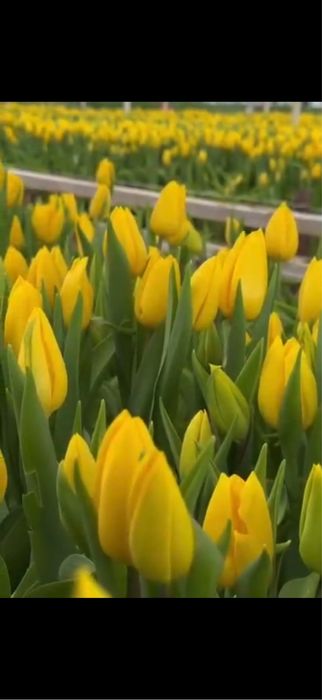 Тюльпаны к 8 марта пачками