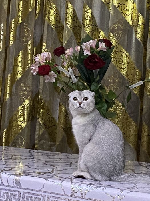 Продам шотландского кота