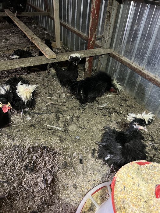 Vand perechii de Motata Olandeza