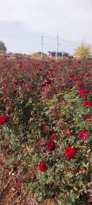 Роза көшет сорты чёрный магия 2и 1 жылдық көшеттер