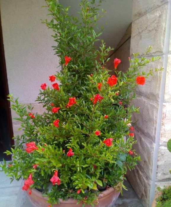 Нар-Punika granatum