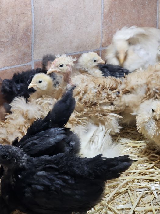 Pui încălțați și moțați sau cochinchina frezați și nefrezați