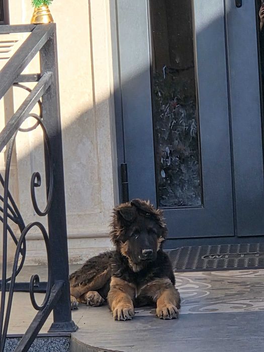 Немецкая Овчарка. 3 месяца кабель.