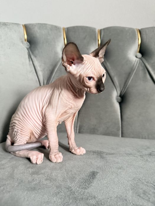 Fetita Sphynx Superba