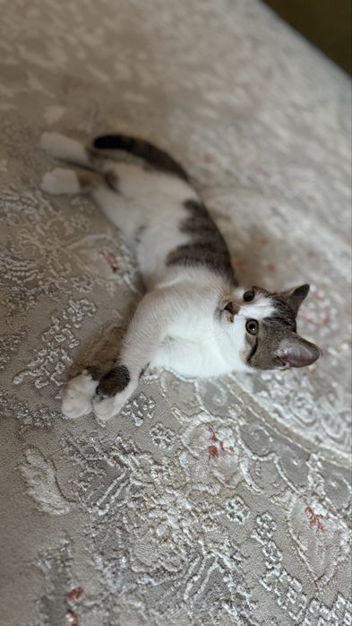 Отдам в хорошие руки котенкабесплатно