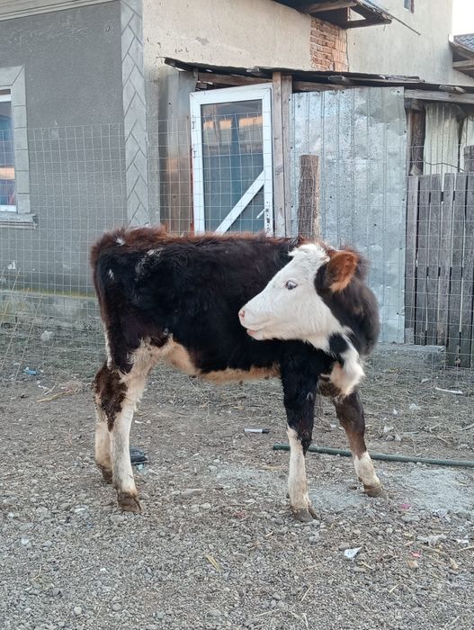 Vând preț două vițele 1100 de euro