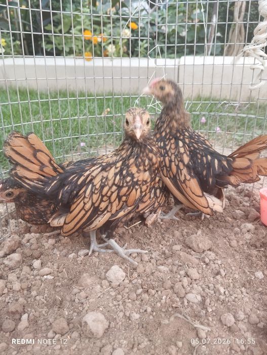Dekarativniy yaponlar