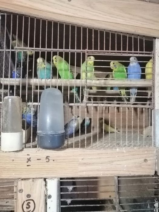 Papagali  Perusi de vanzare