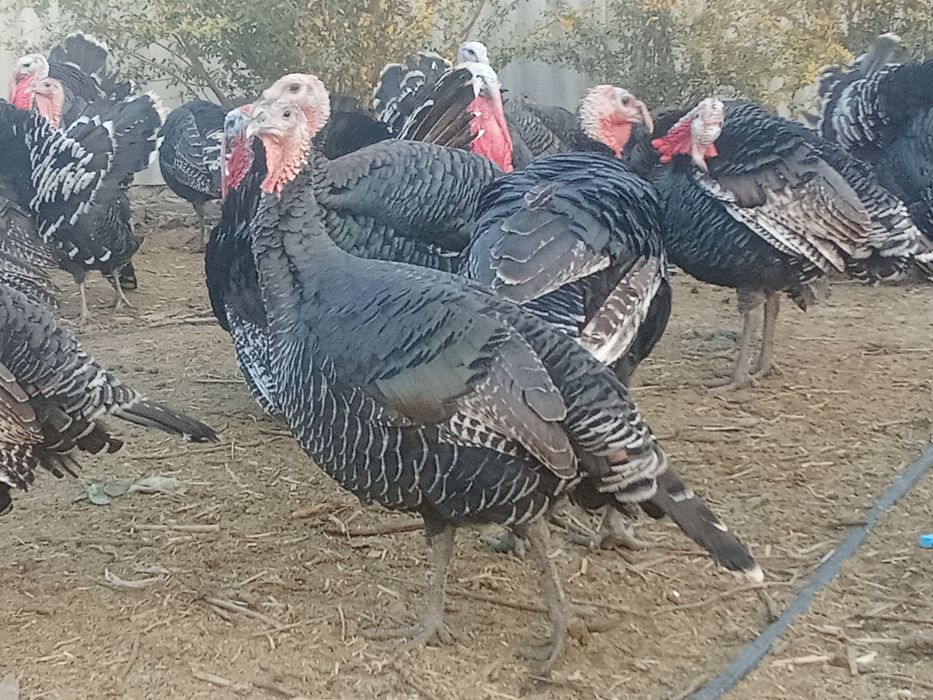 Гибрид индюк доставка бар