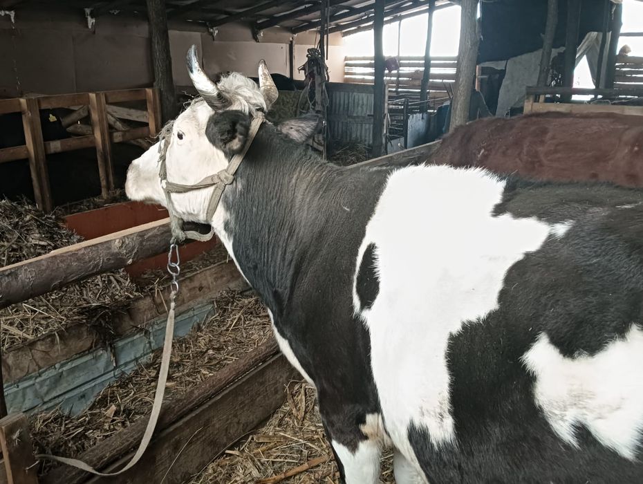 De vânzare Vaci și viței