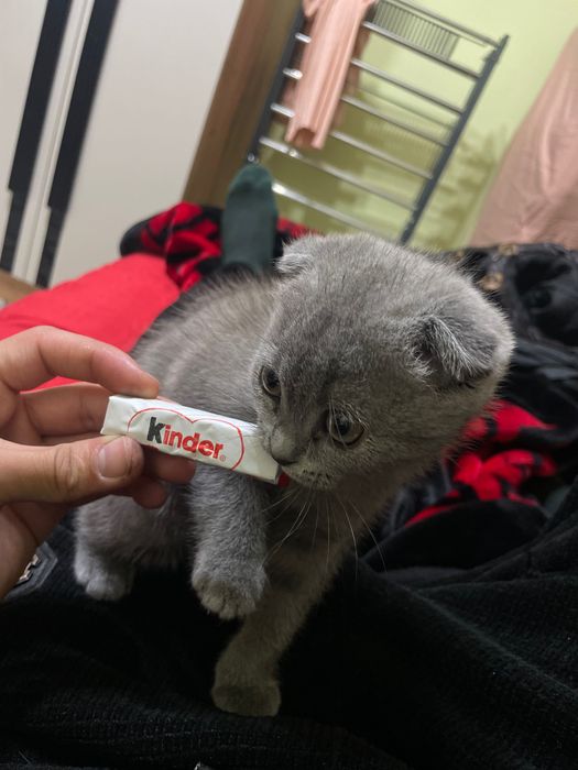 Scotish 3 oylik soglom pshak 800 ming  som jinsi qiz 99,669,77,10