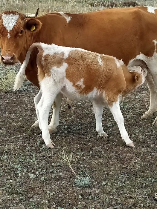 Бұзау сатылады еркек
