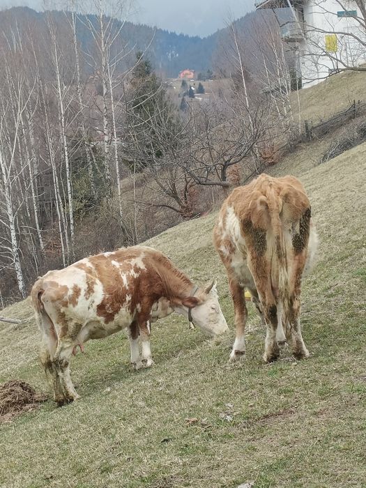 Vînd douo vaci băltatăRomineasca gestante aproape de fătare