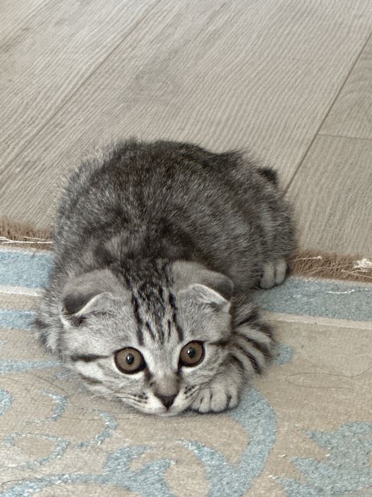 Котенок  Шотландский