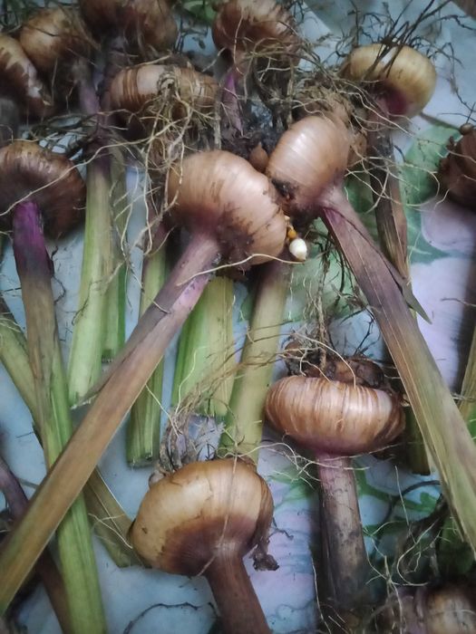 Продам луковицы гладиолусов