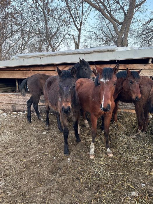 Продаются лошади