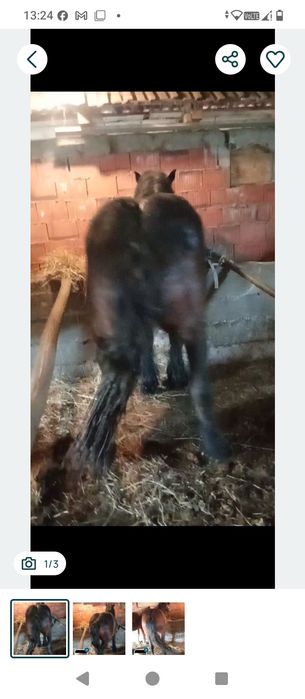 Vindem o mânză de un an jumate