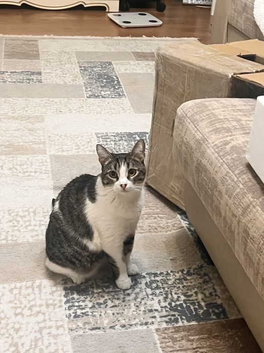 Кошечка ищет новую семью