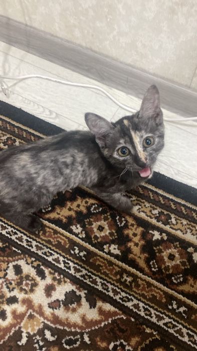 Котенок в добрые руки