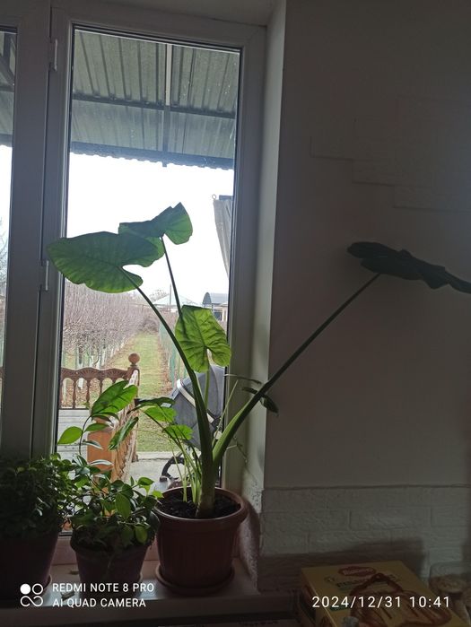 Алоэ Лопух Доллар