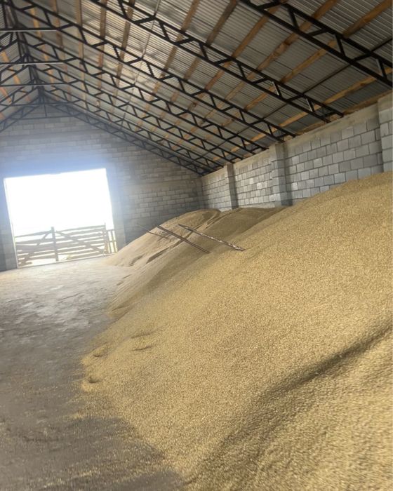 Продам ячмень урожай 2025 года