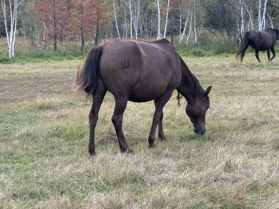 Продам лошадей…